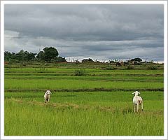 Fields of Janjgir, Chhattisgarh